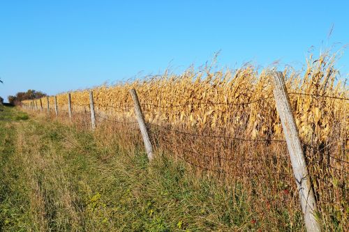 fence cornfield farm