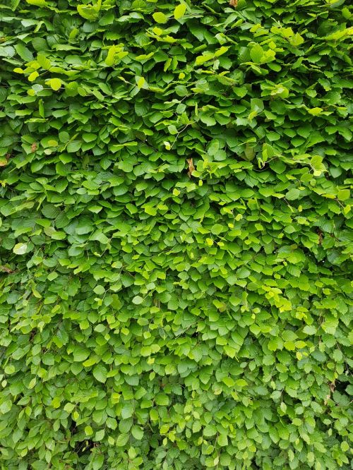 fence green wall leaves