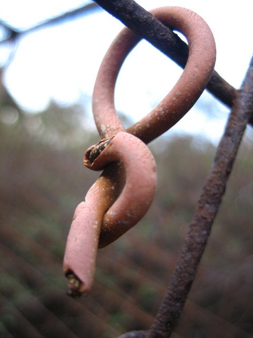 fence rust closeup