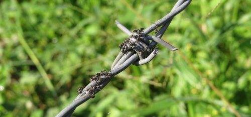 fence barbed wire is wiring