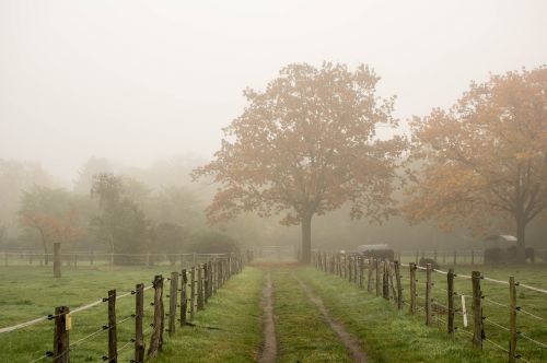 fence fog tree