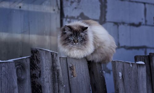 fence mammals cat