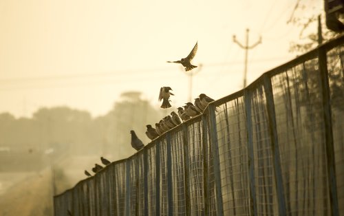 fence  birds  sunrise