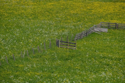 fence  gate  meadow