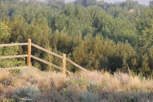 fence  trees  landscape