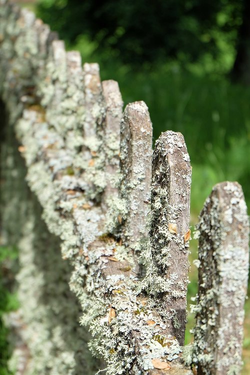 fence  moss  lichen