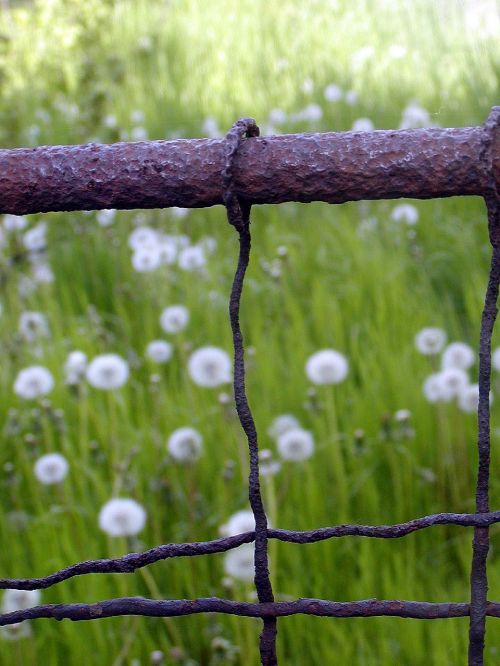 fence old rust