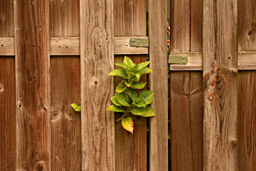 fence  wooden  plank