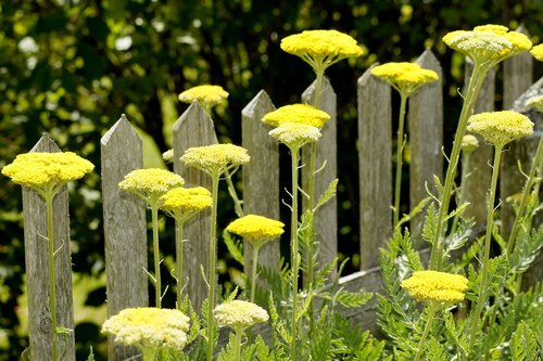 fence  flowers  yellow