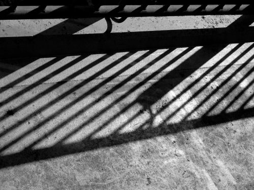 fence shadows black and white