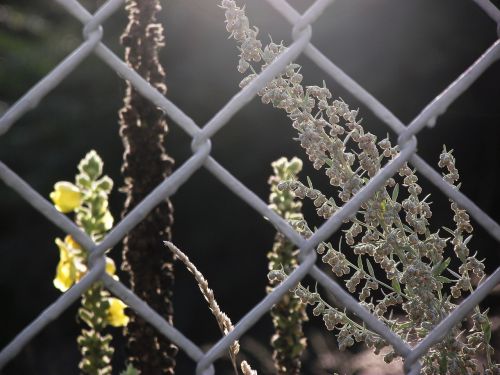fence mulleins wire mesh fence