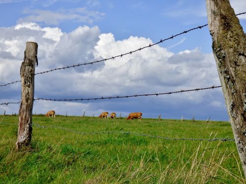 fence pasture clouds