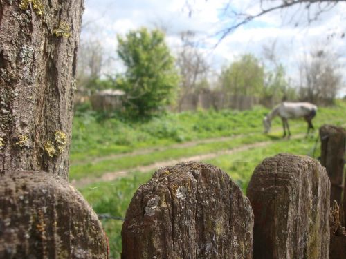 fence green horse