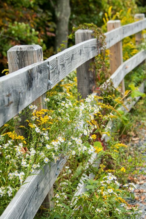 fence wildflowers nature