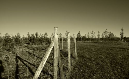 fence wood grass