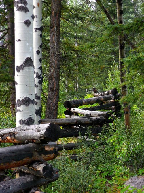 fence logs trees