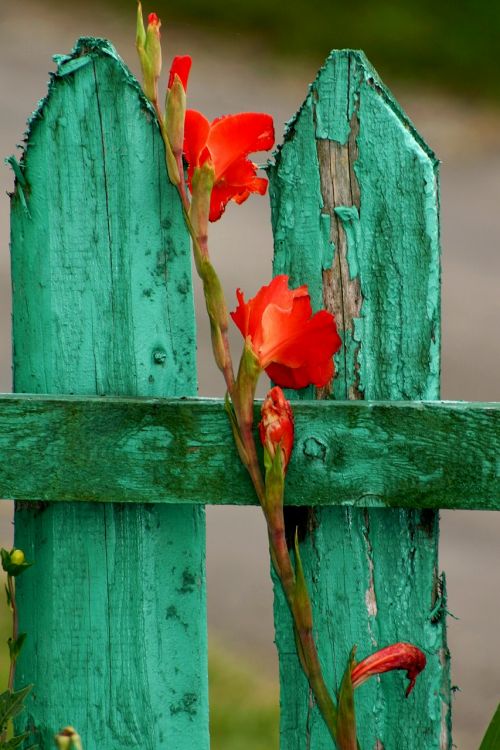 fence flower red