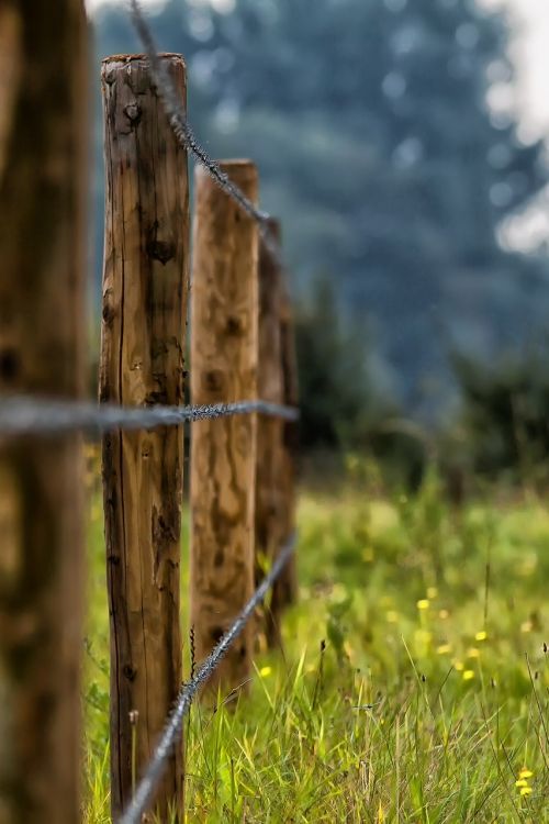 fence barbed wire meadow
