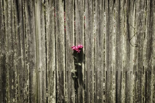 fence rose solitude