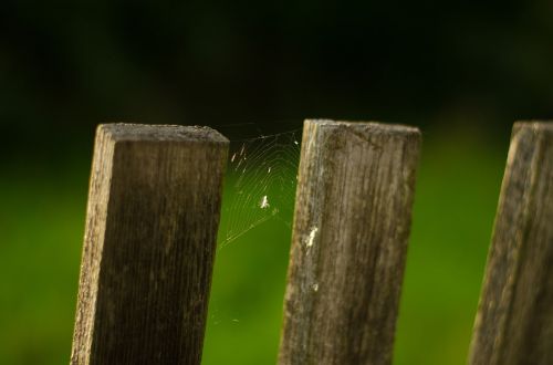 fence web spider