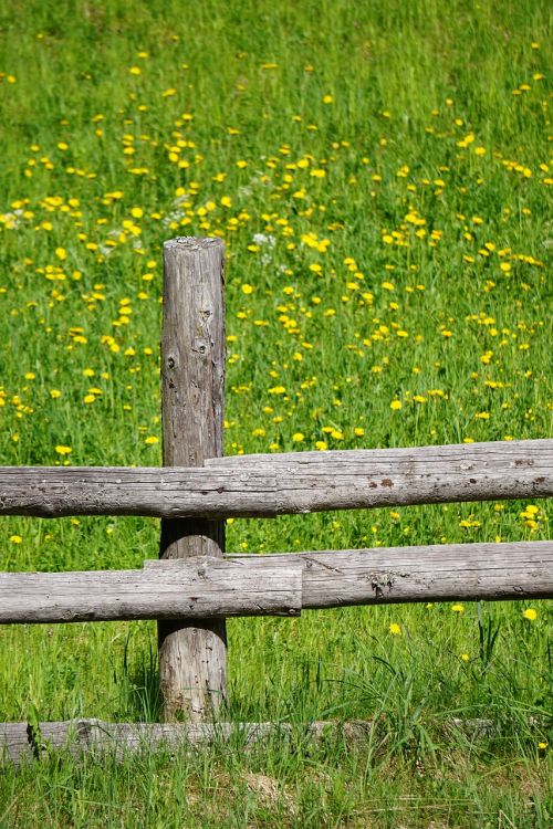 fence meadow field