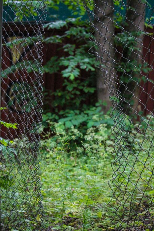 fence forest