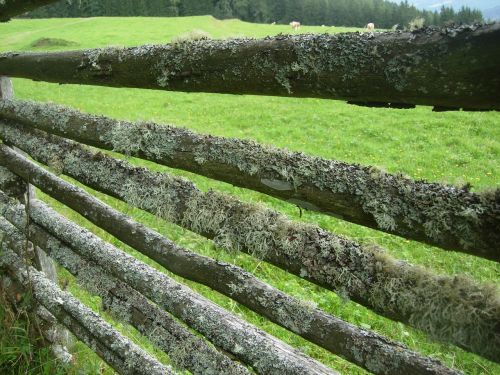 fence lichen battens