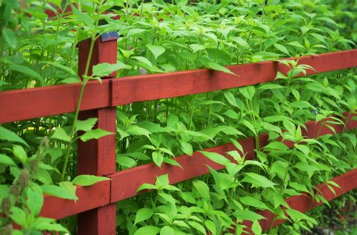 fence garden wood