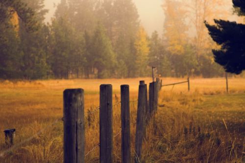 fence pasture grass