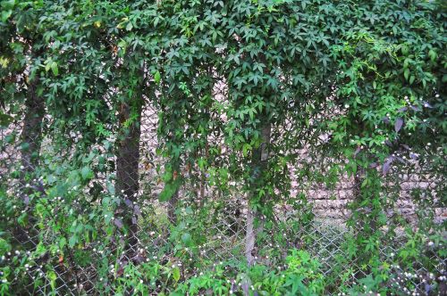 Fence Covered With Foliage
