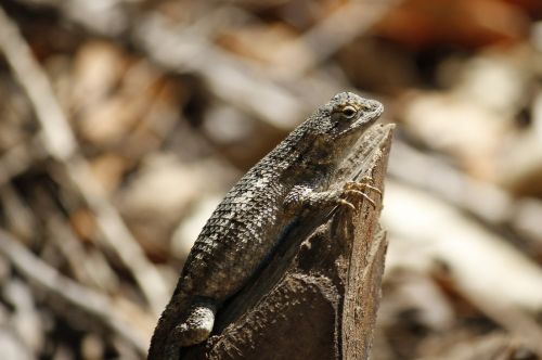 fence lizard macro reptile