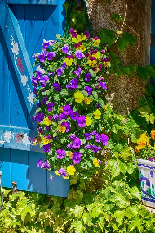 Flowered Window