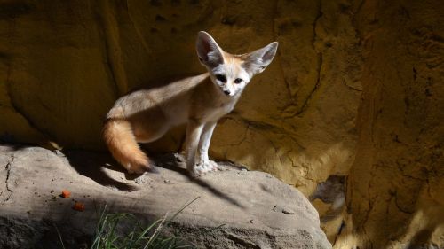 fennec fox zoo