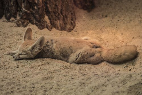 fennec fox zoo chilling