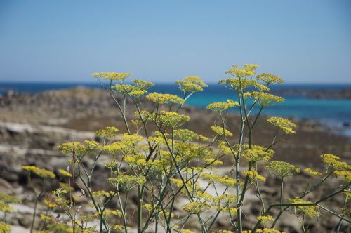 fennel seaside wild coast