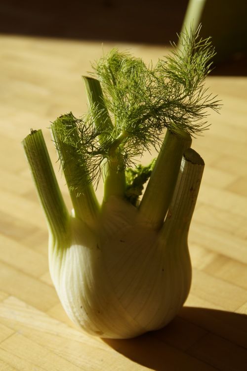 fennel fennel vegetable vegetables