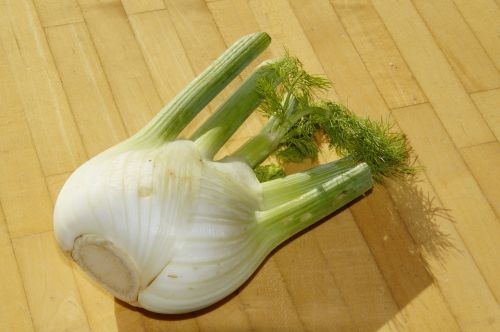fennel fennel vegetable vegetables