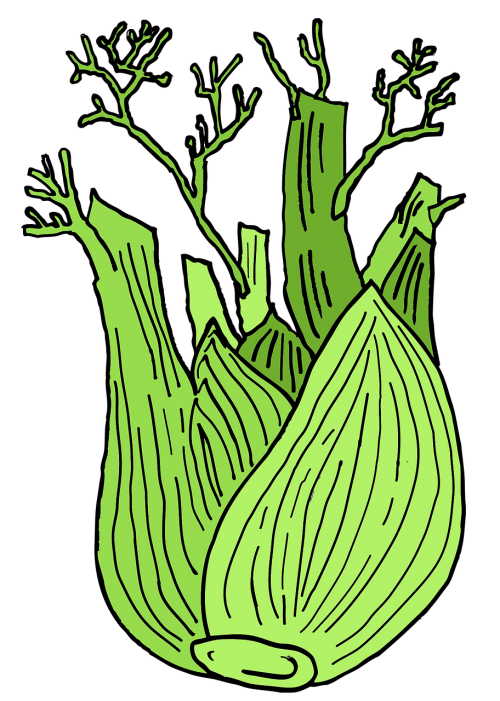 fennel plants sheet