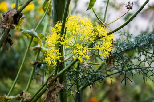 fennel flower nature