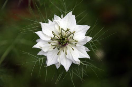 fennel flower white respect