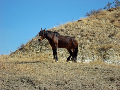 feral horse wild walking