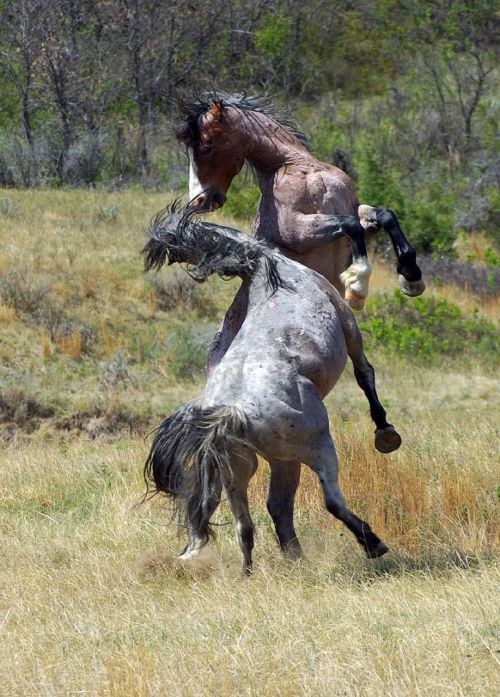 feral horses wild running
