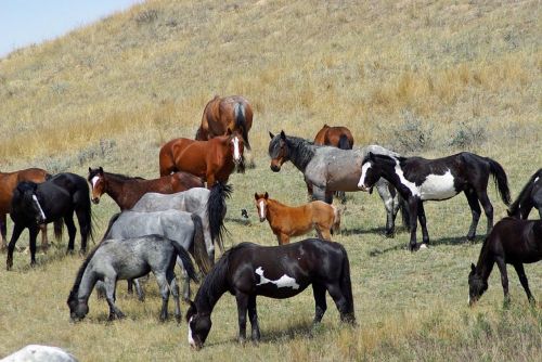 feral horses wild running