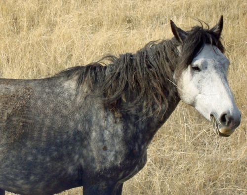 feral horses wild running