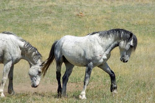 feral horses wild walking