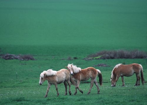 feral horses wild walking