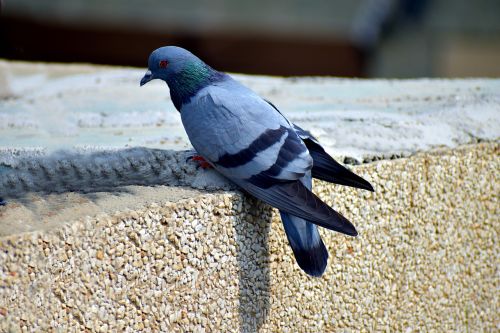 feral pigeon street pigeons basking in sun