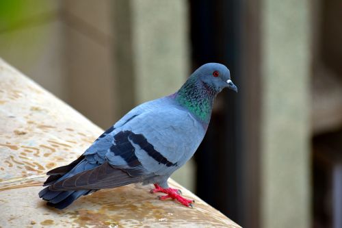 feral pigeon bird street pigeon