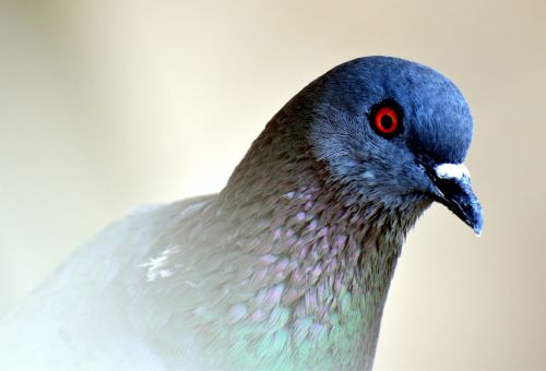 feral pigeon eye orange eye