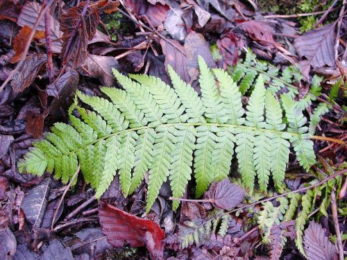 fern leaves leaf